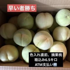 色を入れる直前の摘果桃　　加工用　白鳳
