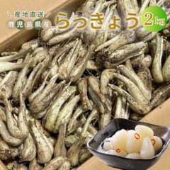 毎年人気！鹿児島産 らっきょう 2kg パリッと食感！40
