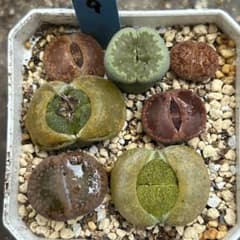 【9】 リトープス ミックス 多肉植物 メセン 抜き苗